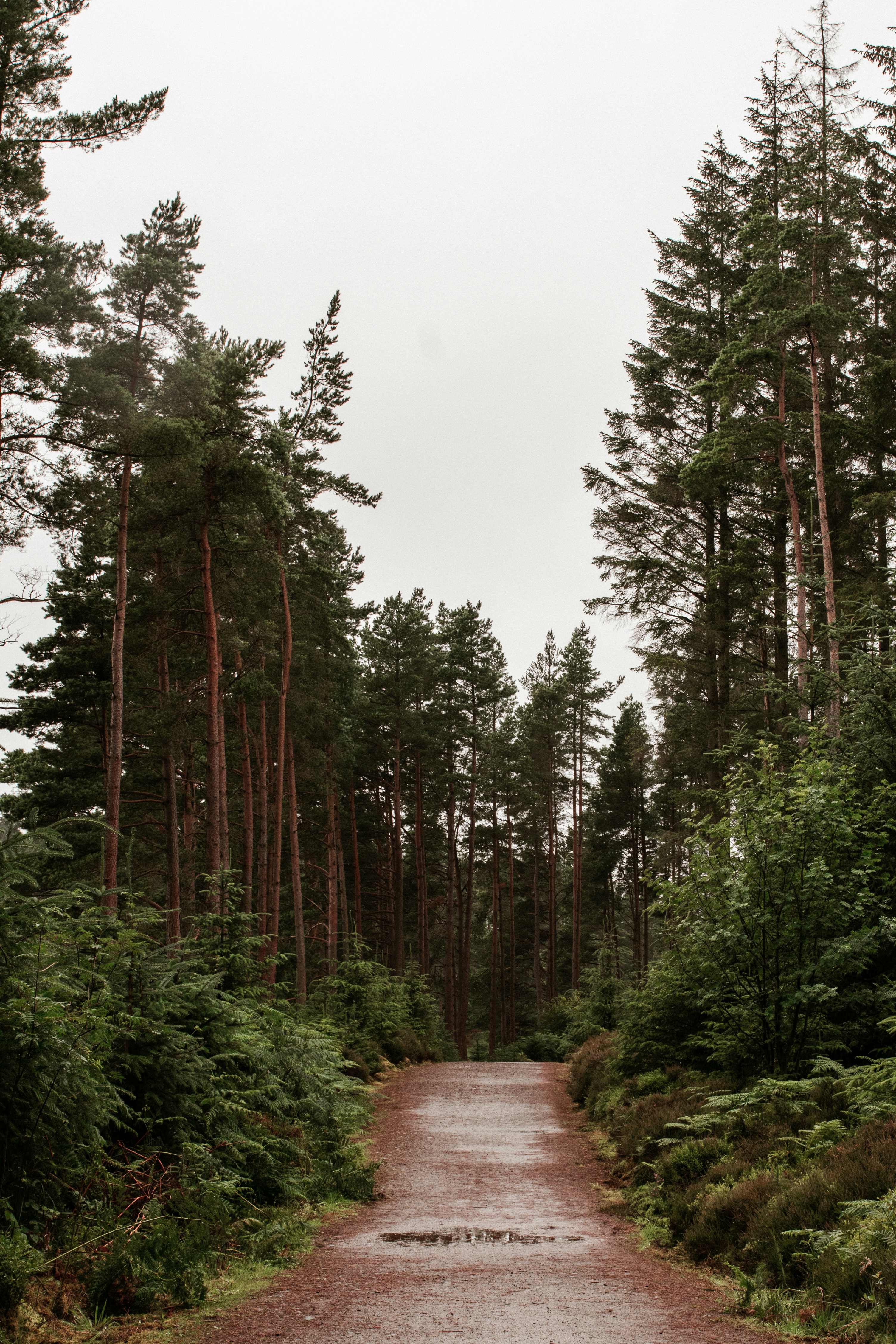Wet forest rain path, ilustrasi artikel Conquer the Downpour: Choosing the Best High-Quality Rain Shells for Your Wet Weather Hikes 4