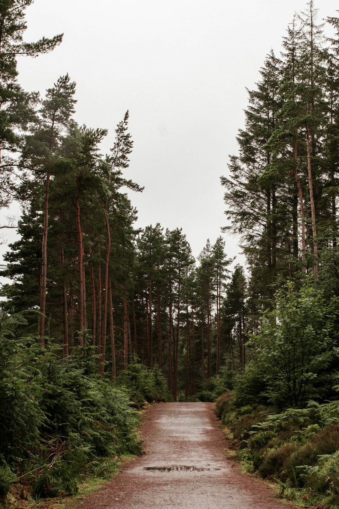 green trees under white sky during daytime