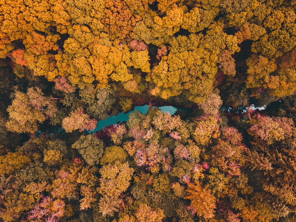 brown and yellow leaves on body of water