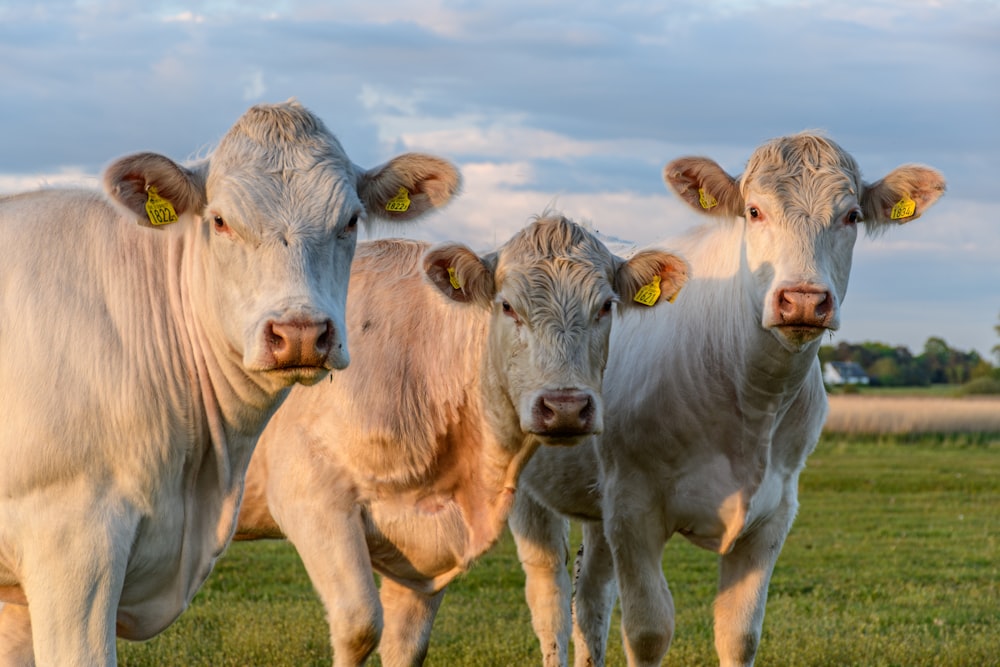 herd of cow on green grass field during daytime