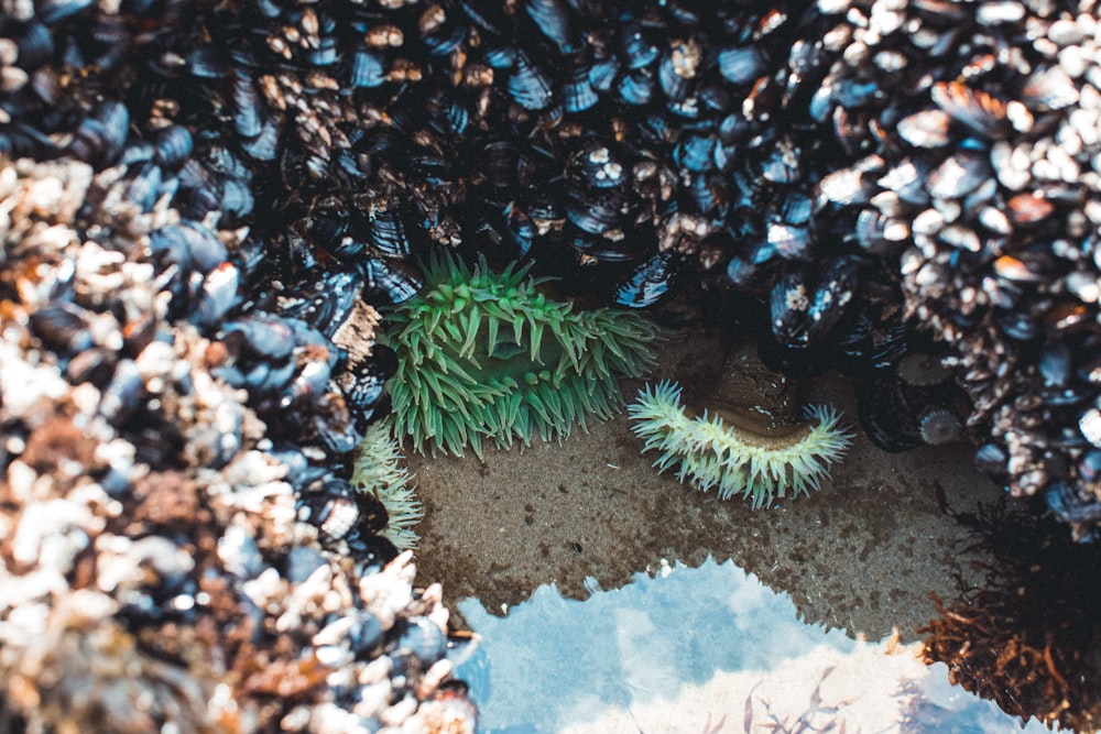 green and white coral reef