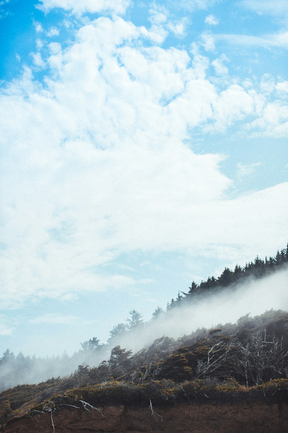 white clouds over green trees