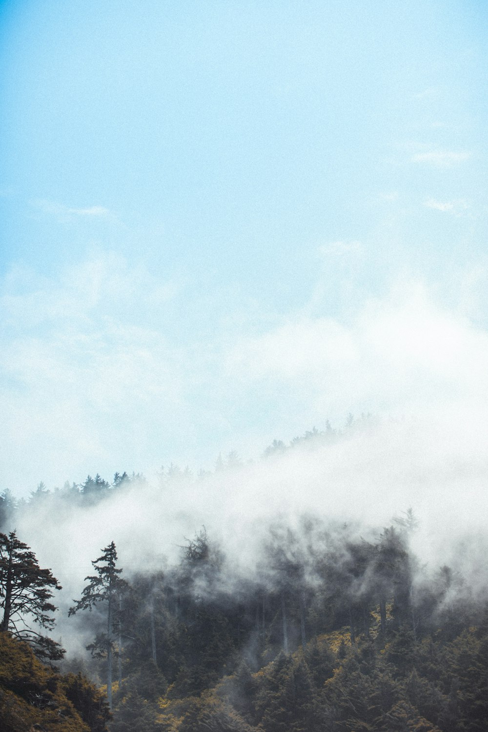 green trees covered by fog