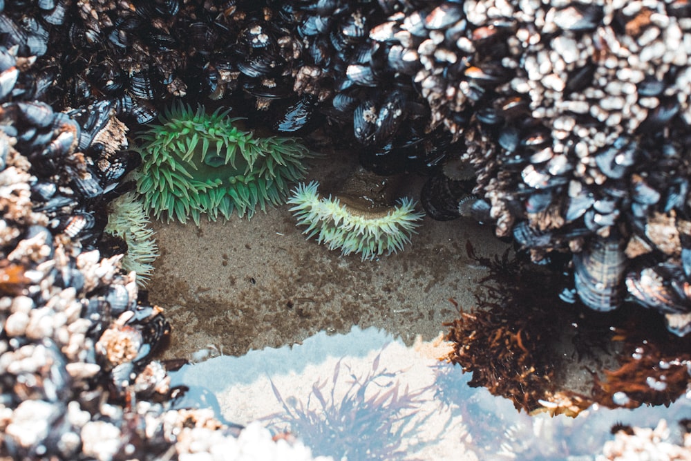 Arrecife de coral verde y blanco