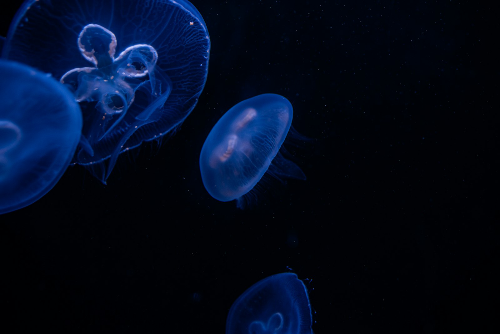 Nikon AF-S Nikkor 35mm F1.8G ED sample photo. Blue jellyfish in water photography