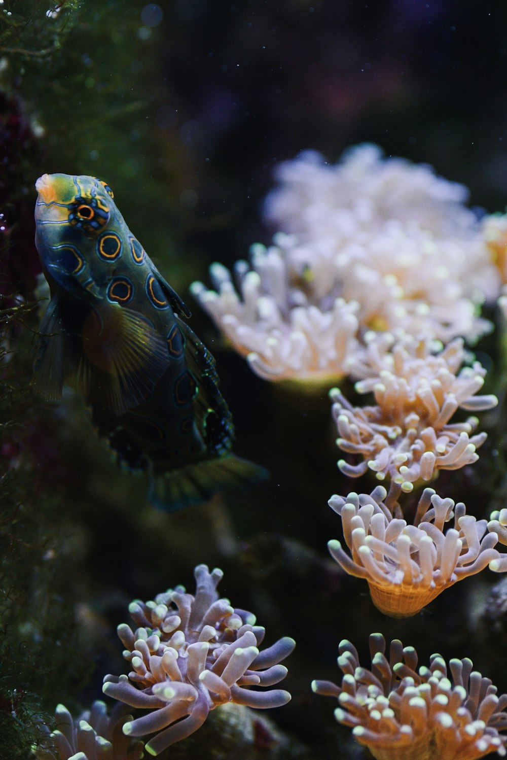 blue and yellow fish in water