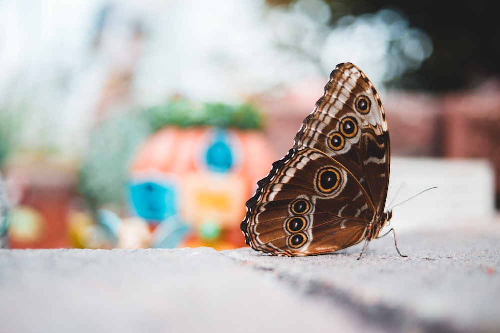 brown and white butterfly on white textile