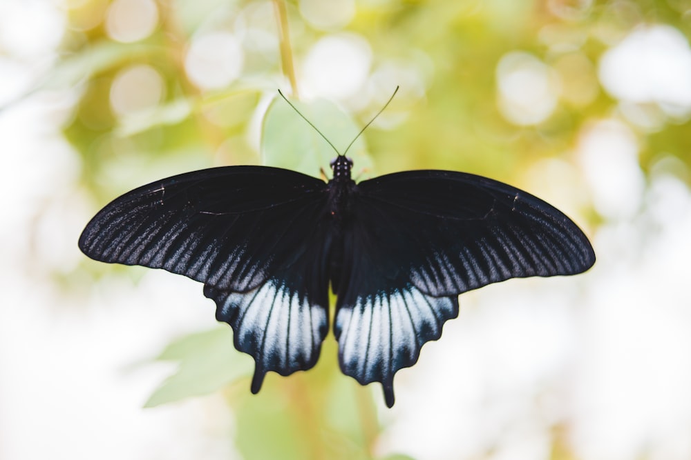 black and white butterfly in close up photography