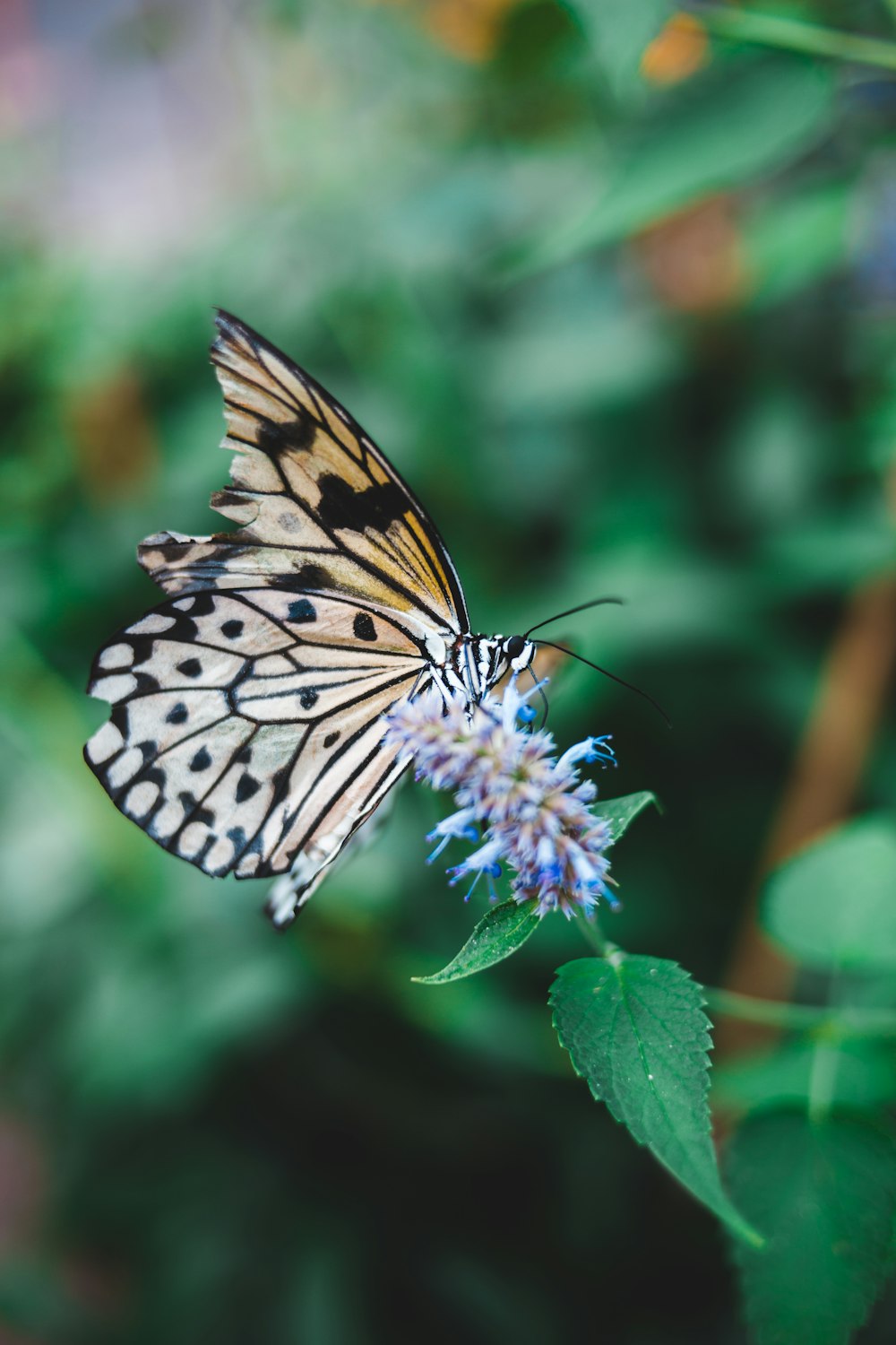 tiger swallowtail butterfly perched on purple flower in close up photography during daytime