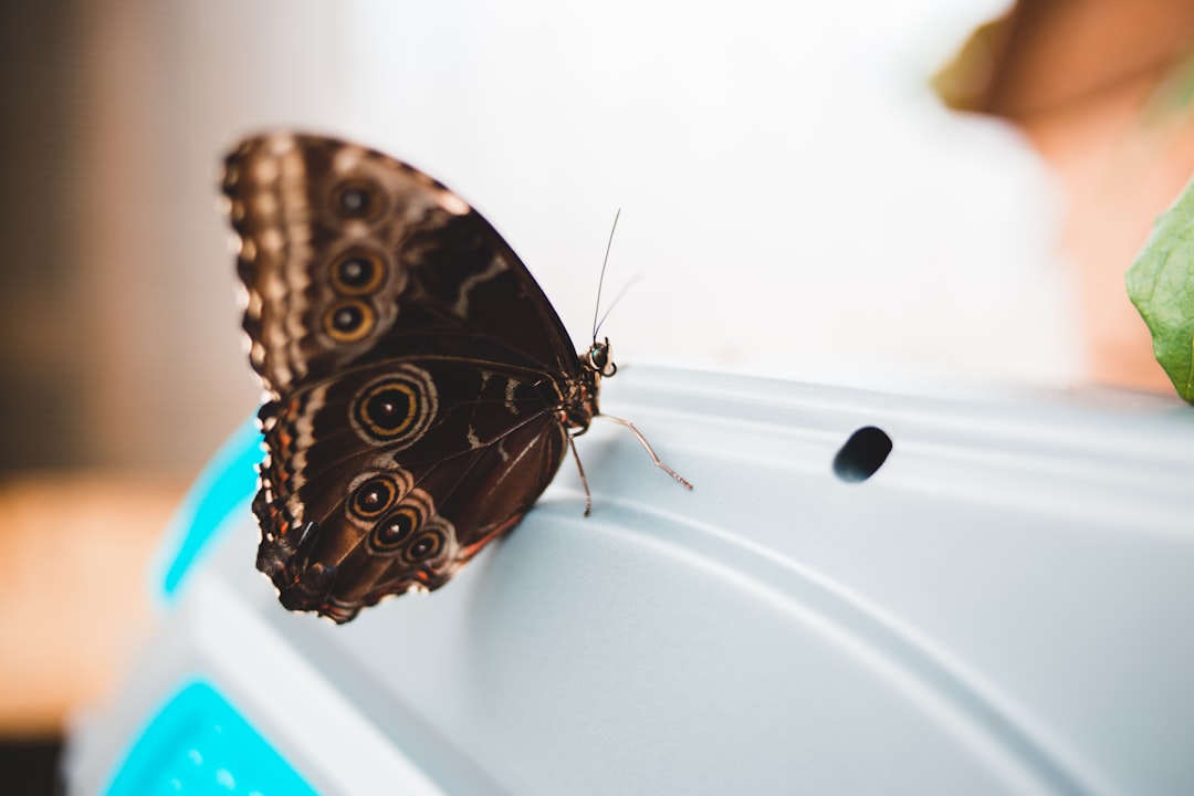 brown and black butterfly on white surface