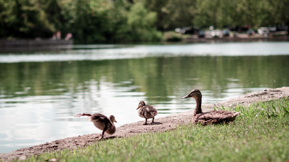 brown duck and ducklings on brown soil near body of water during daytime