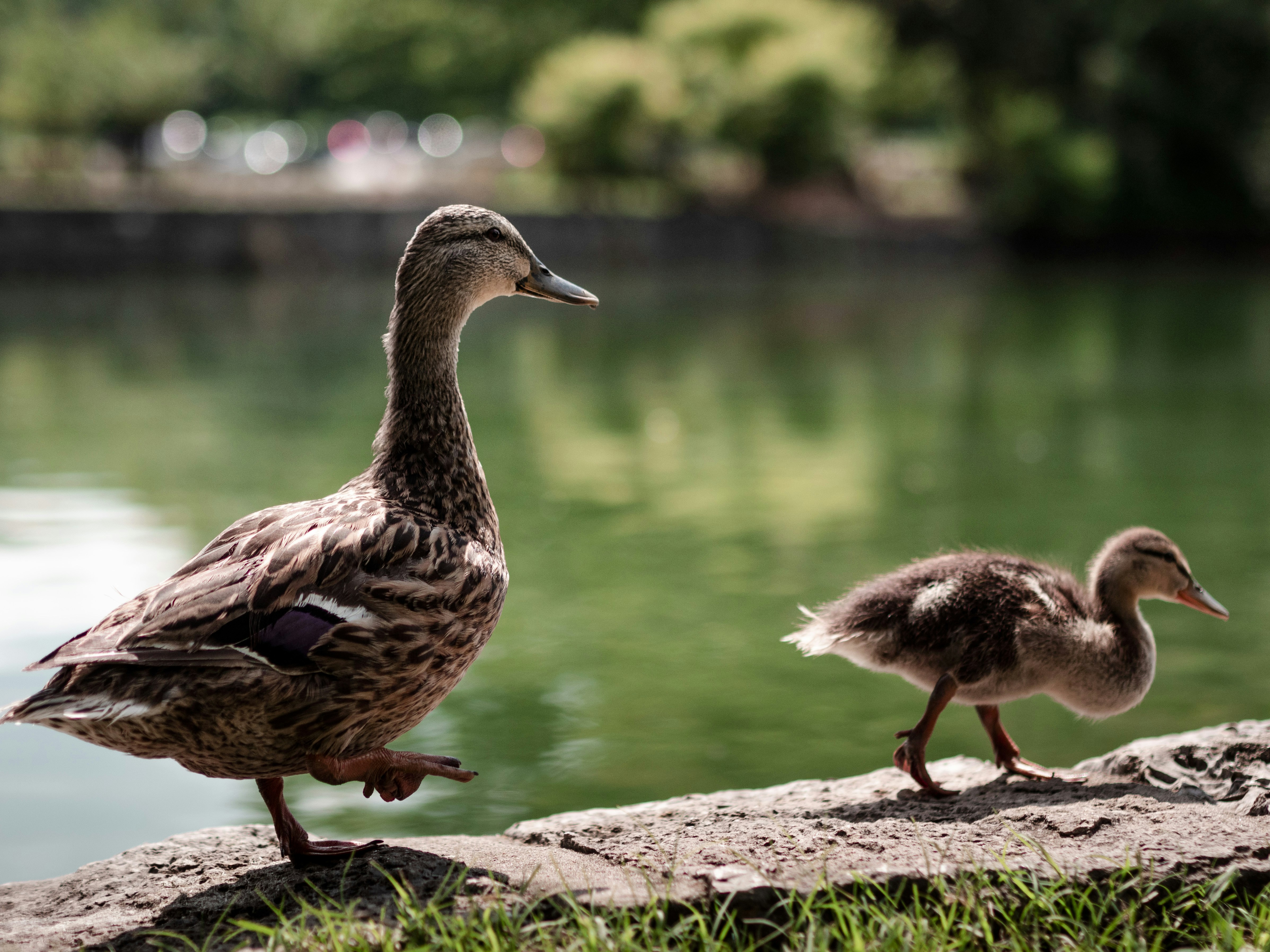 Photo by pedrotheartist