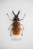 A detailed close-up of a long-horned beetle with intricate patterns on its wings and large antennae. The beetle is mounted on a white background, commonly seen in entomology displays.