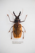 A detailed close-up of a long-horned beetle with intricate patterns on its wings and large antennae. The beetle is mounted on a white background, commonly seen in entomology displays.