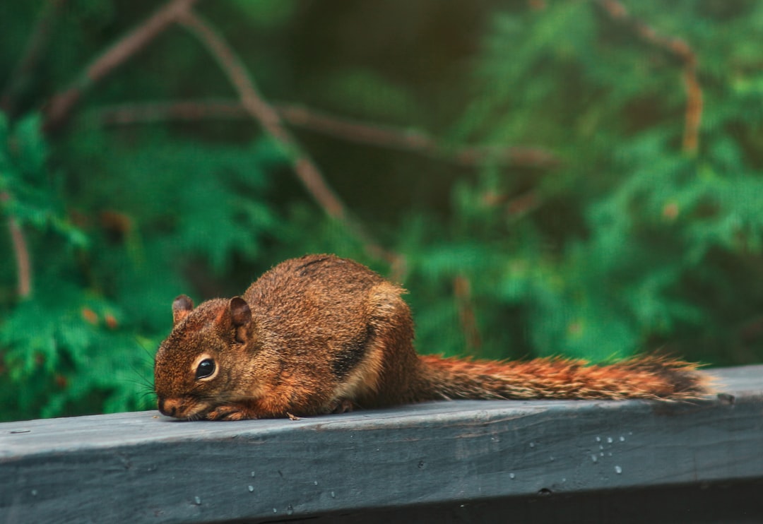 brown squirrel on blue wooden fence during daytime
