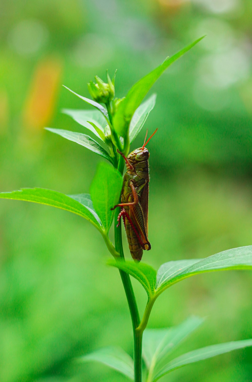 brown grasshopper perched on green leaf in close up photography during daytime