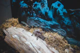 Close-up of a vibrant old world tarantula perched on a mossy branch.