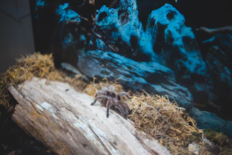 Close-up of a vibrant old world tarantula resting on a moss-covered branch in a tropical terrarium.