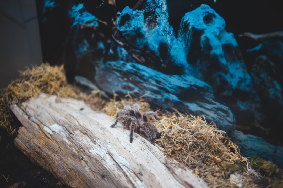 black and brown spider on brown wood