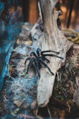An arboreal tarantula exploring a bright, multi-level habitat filled with natural branches and leaves.