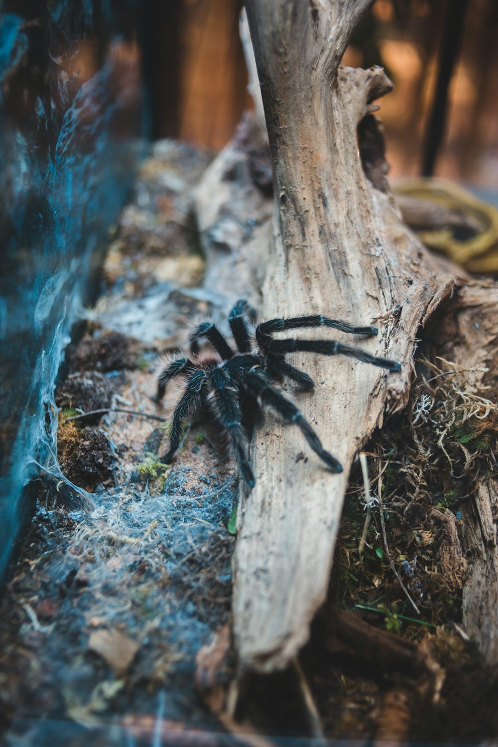 Schwarze Vogelspinne am braunen Baumstamm