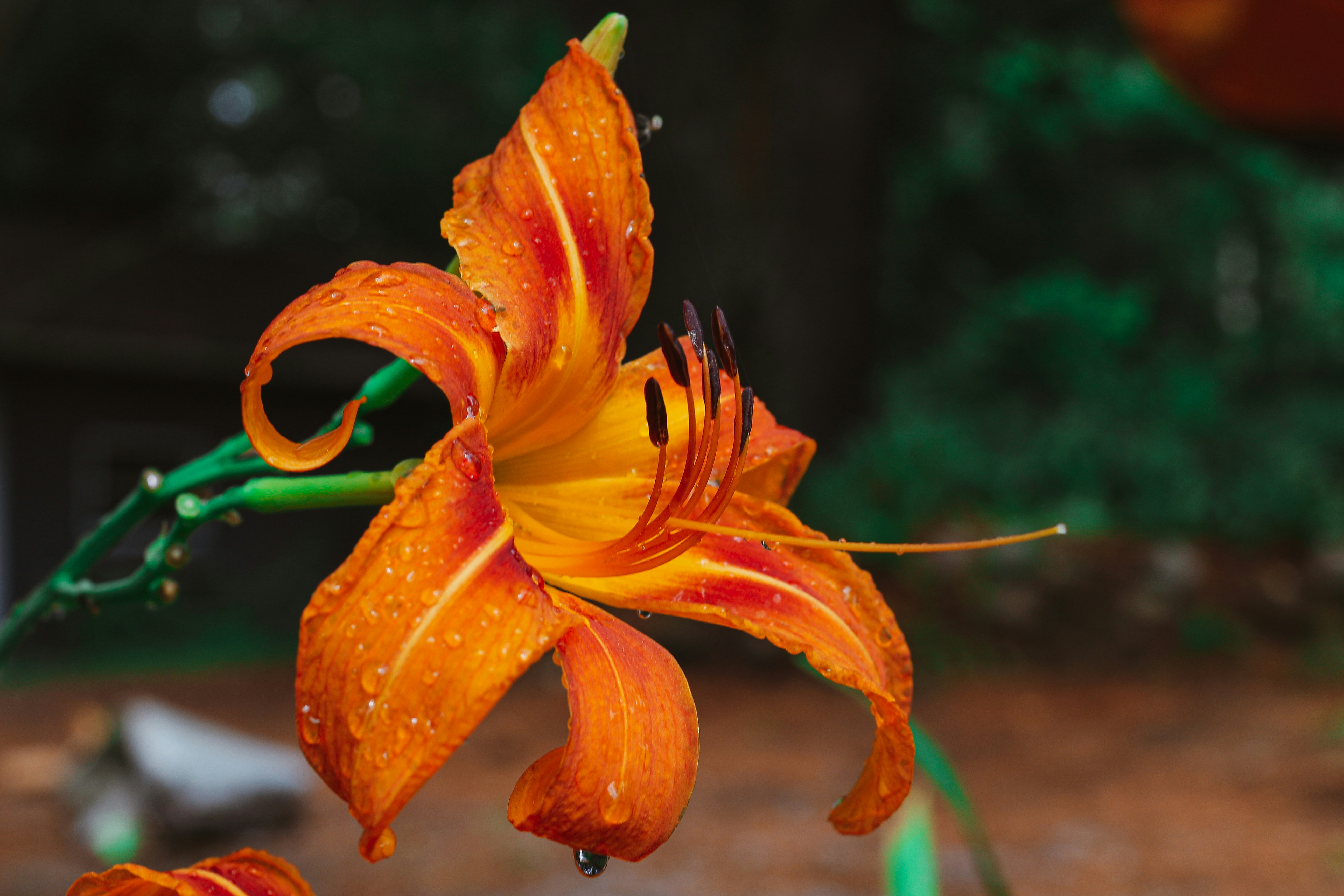 orange flower in tilt shift lens