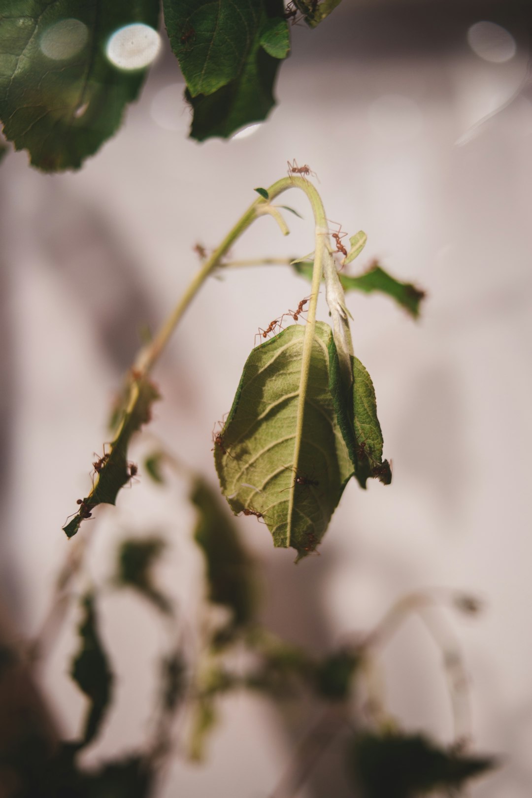 green leaf with water droplets