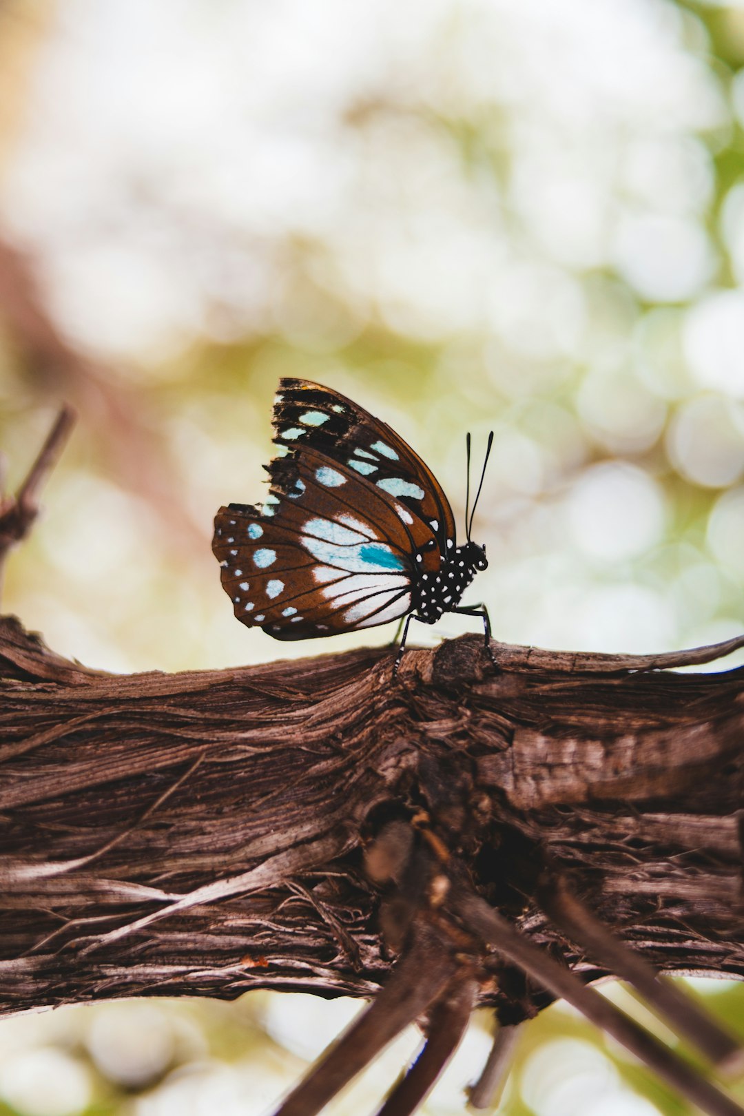 black white and blue butterfly perched on brown tree branch in close up photography during daytime