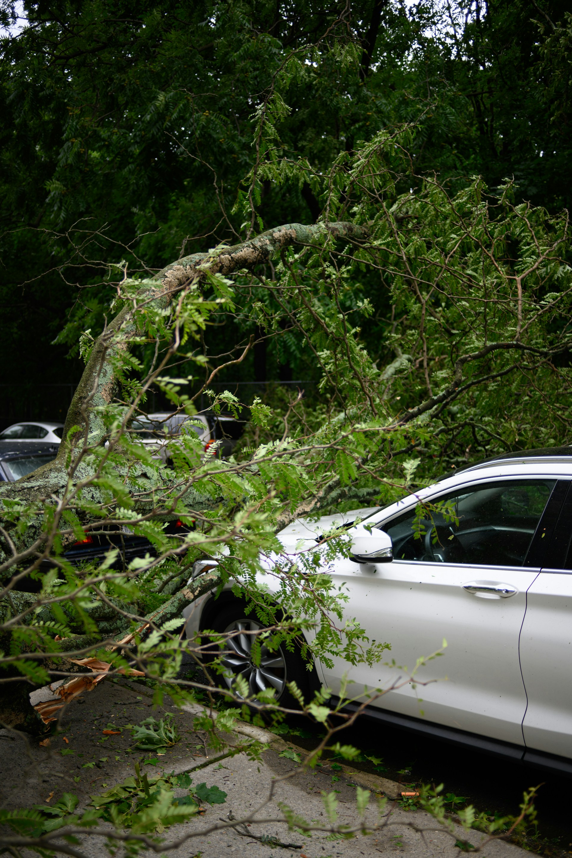 white car parked near green trees during daytime