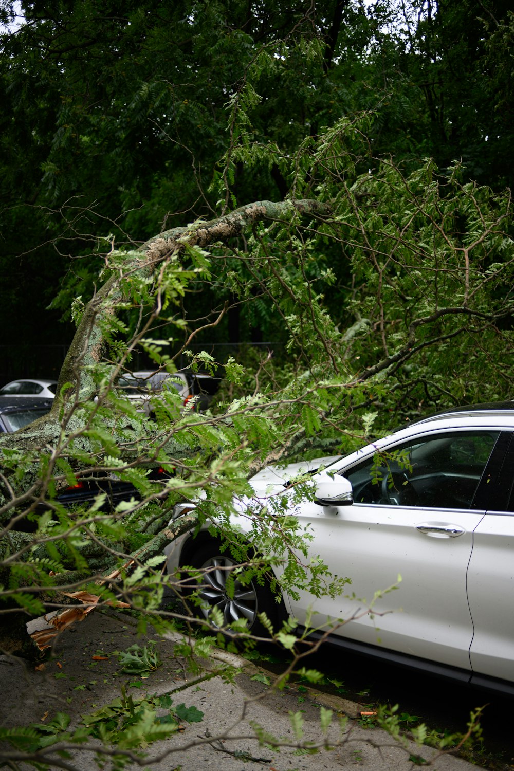 auto bianca parcheggiata vicino agli alberi verdi durante il giorno