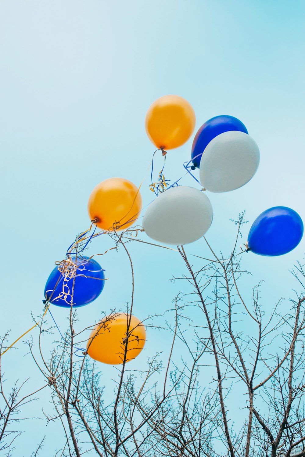 blue yellow and white balloons on bare tree during daytime