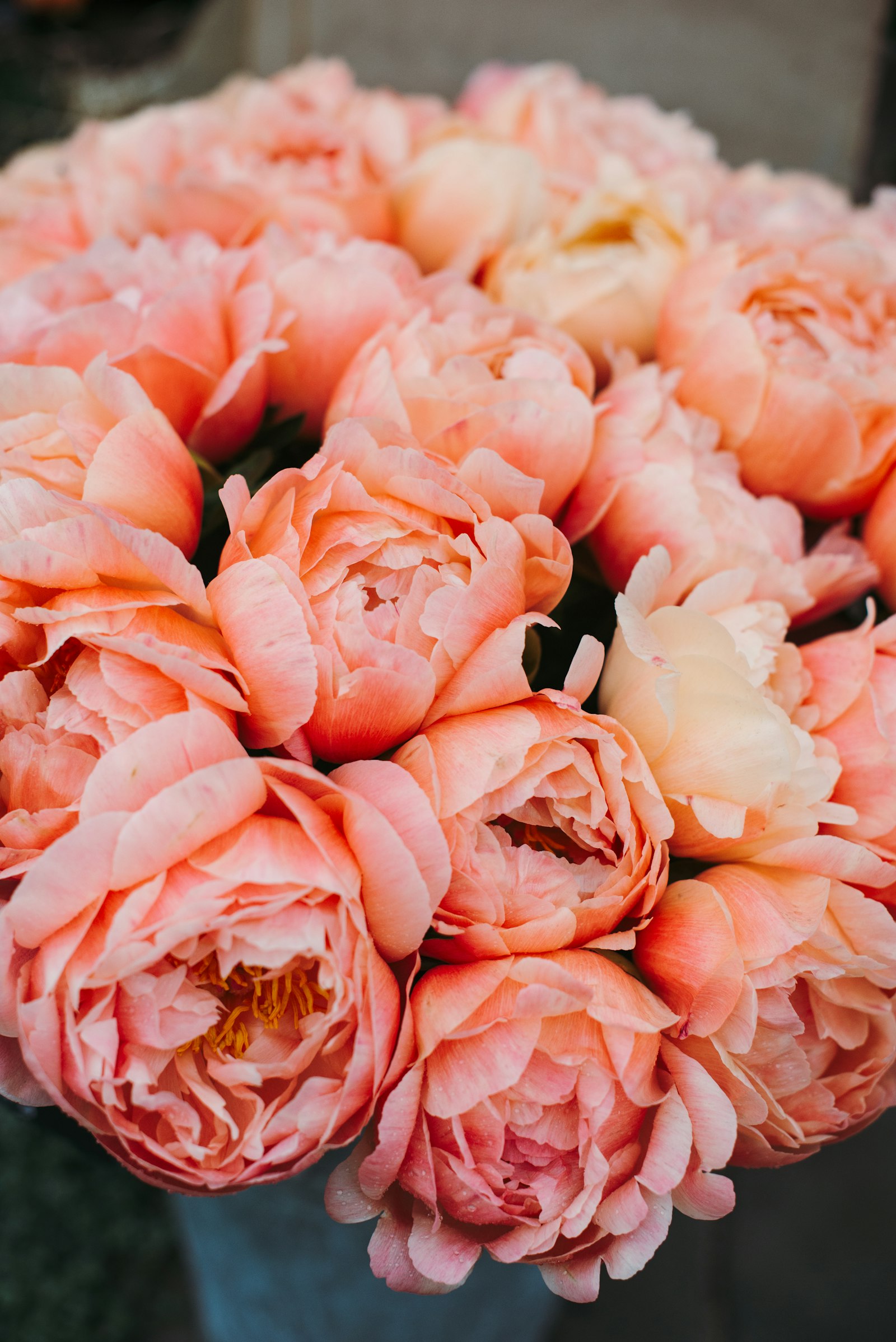 Nikon D610 + Nikon AF-S Nikkor 50mm F1.4G sample photo. Pink roses in close photography