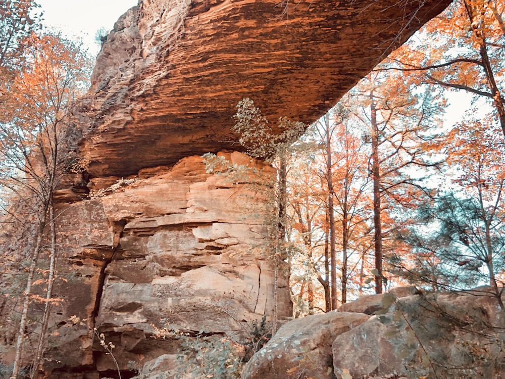 brown rock formation near bare trees during daytime