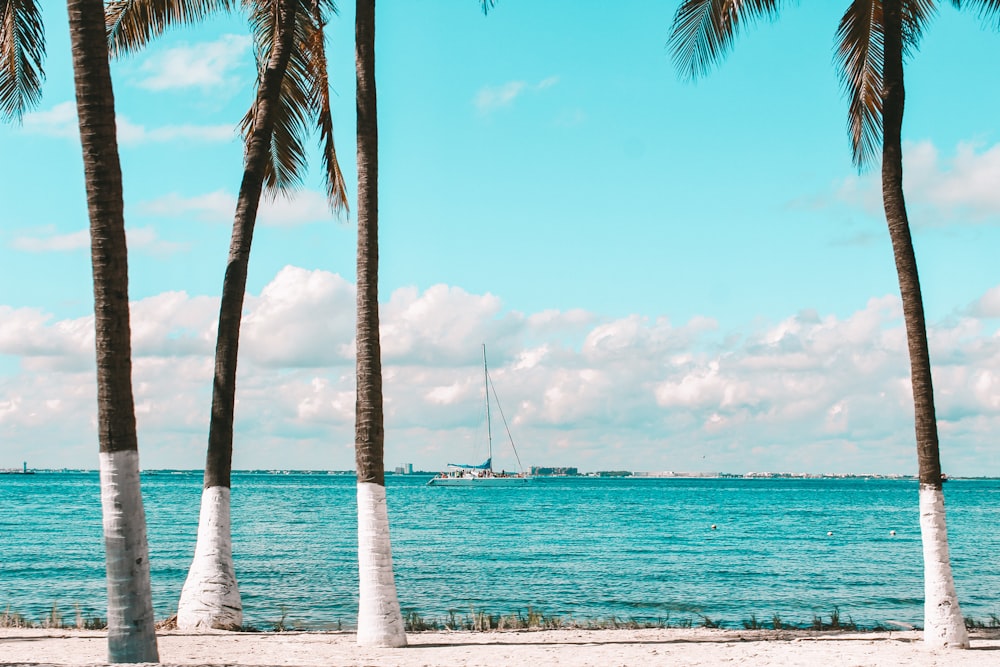 white and brown coconut tree near sea during daytime