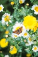 brown and black butterfly on yellow flower