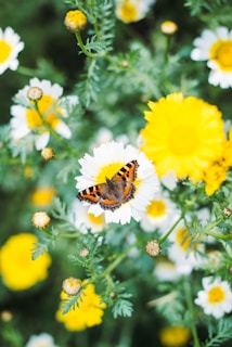 brown and black butterfly on yellow flower