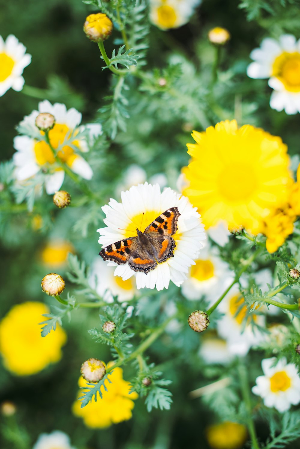 Brauner und schwarzer Schmetterling auf gelber Blume