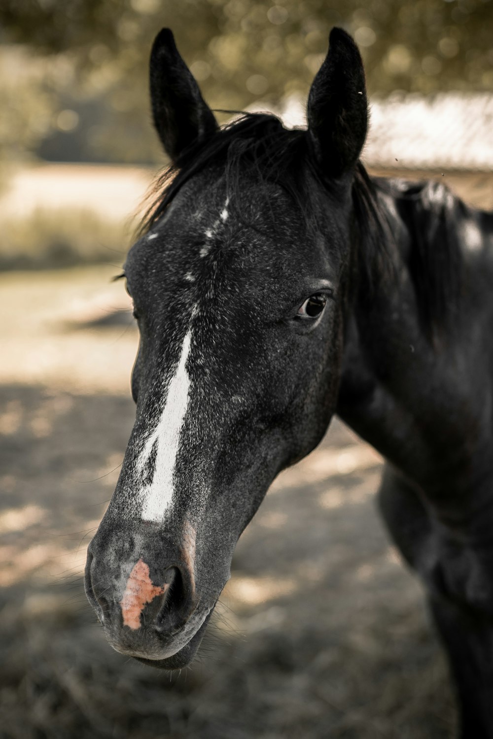 black and white horse on brown field during daytime