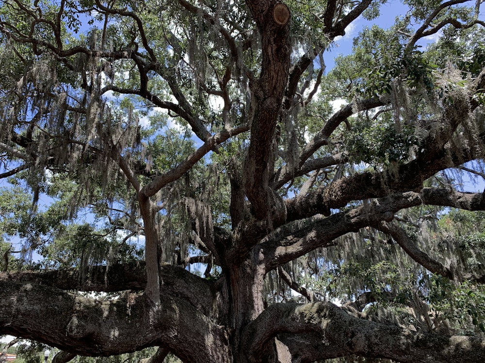 brown tree with green leaves during daytime