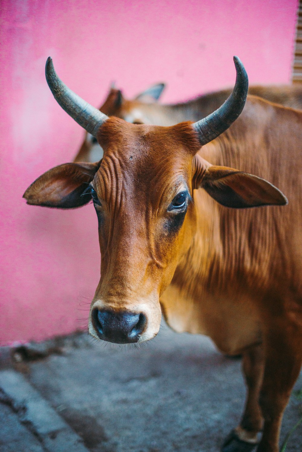 brown cow on black soil