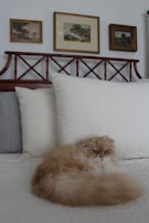 A fluffy cat with a light brown and cream-colored coat is lounging on a neatly made bed with white pillows. The bed has a wooden headboard with a lattice design, and several framed paintings hang on the wall above it.