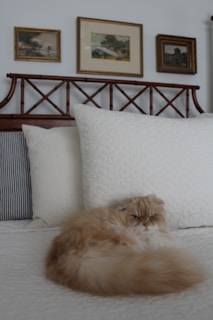 A fluffy cat with a light brown and cream-colored coat is lounging on a neatly made bed with white pillows. The bed has a wooden headboard with a lattice design, and several framed paintings hang on the wall above it.