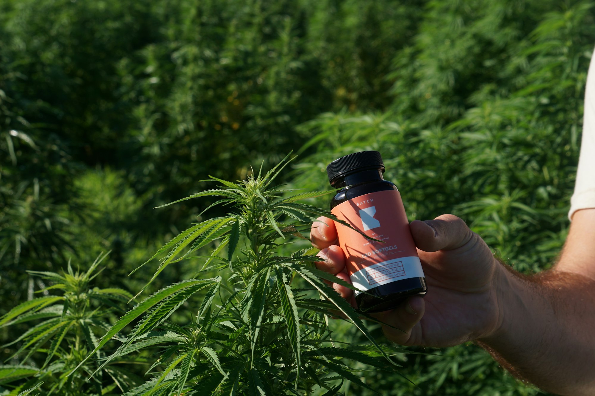 Hand holding bottle of CBD softgels near hemp plant in middle of green field of cannabis