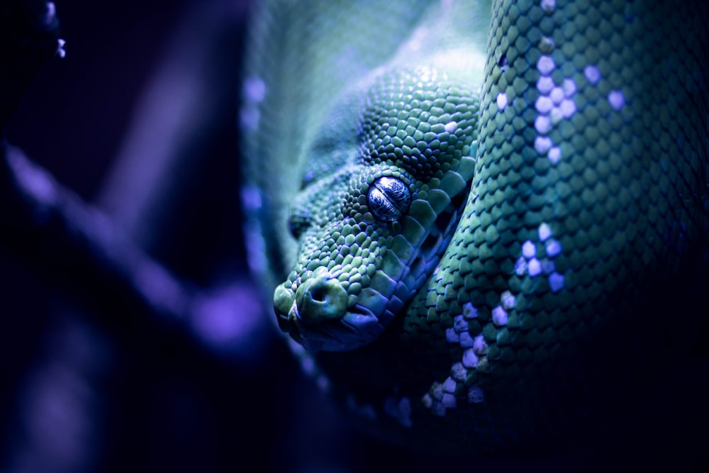 green snake in close up photography