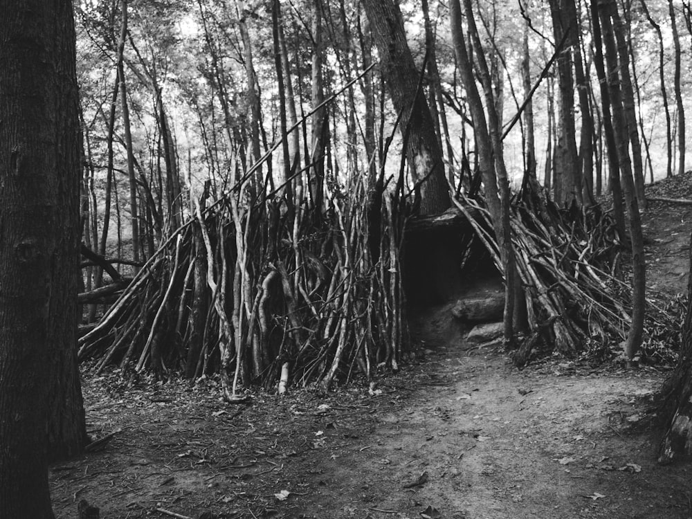 grayscale photo of trees and plants