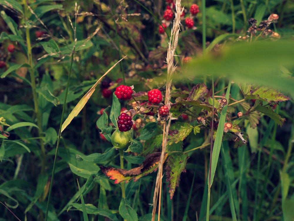 red round fruits on green stem