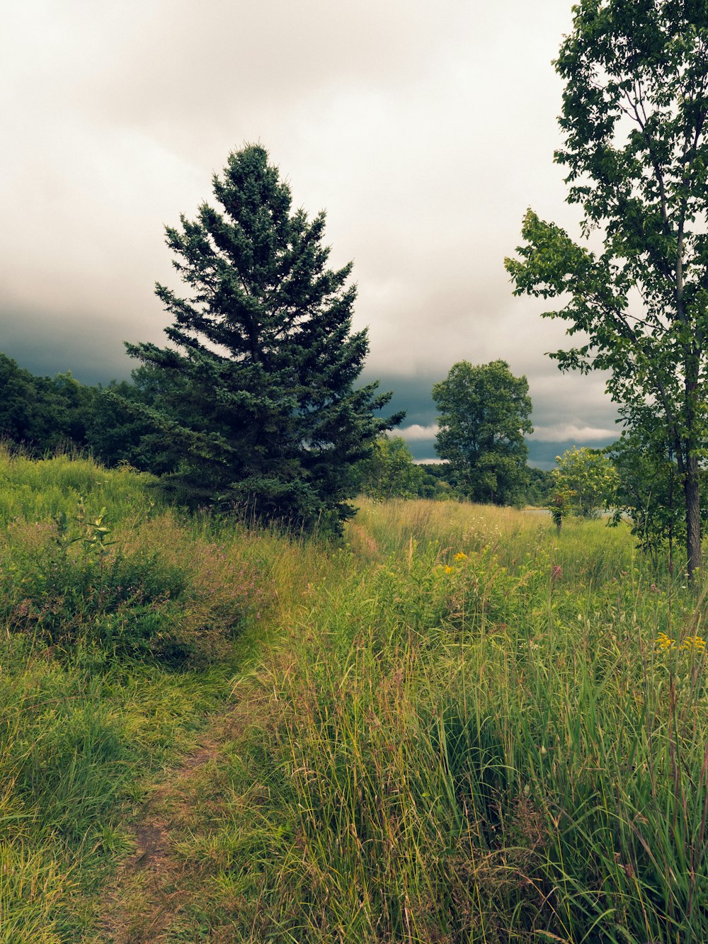 green grass field and green trees under white clouds