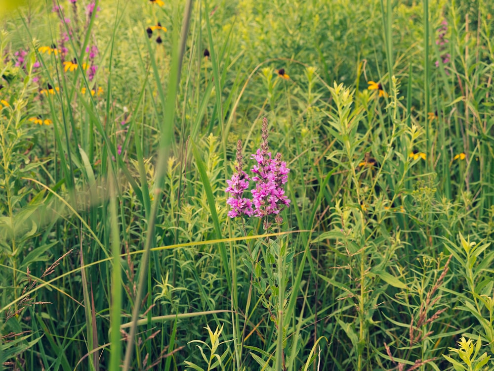 purple flower in green grass field during daytime