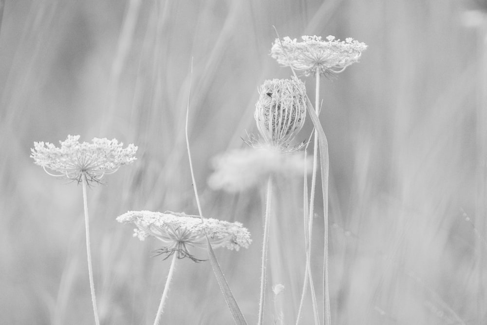 grayscale photo of white flower