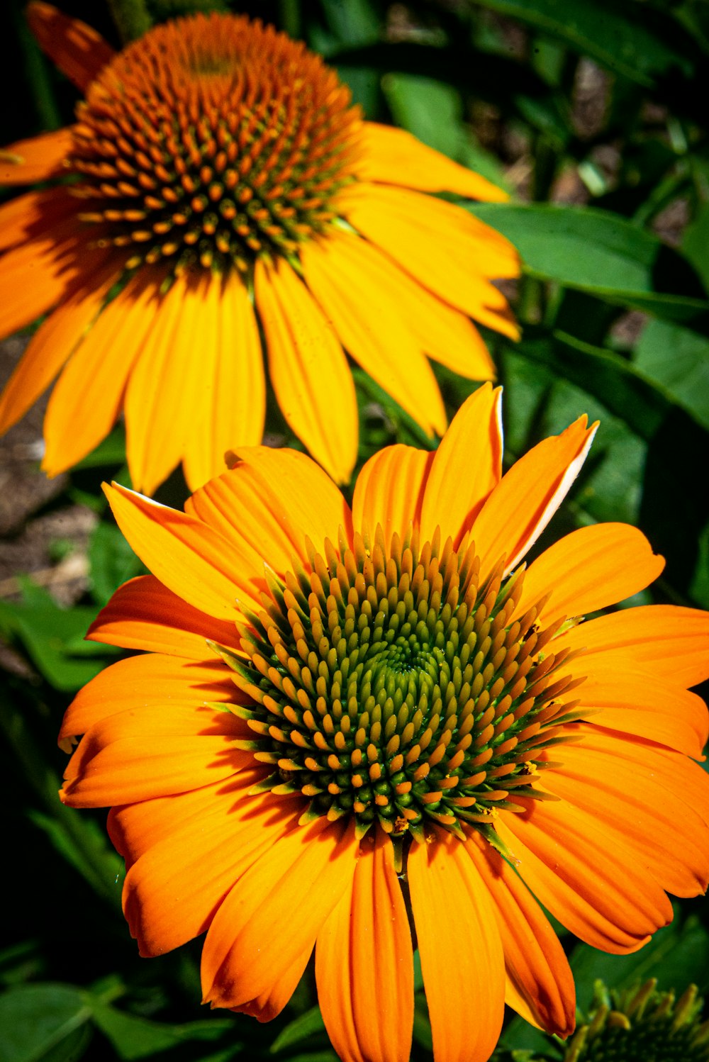 Gelbe Sonnenblume in Nahaufnahmen